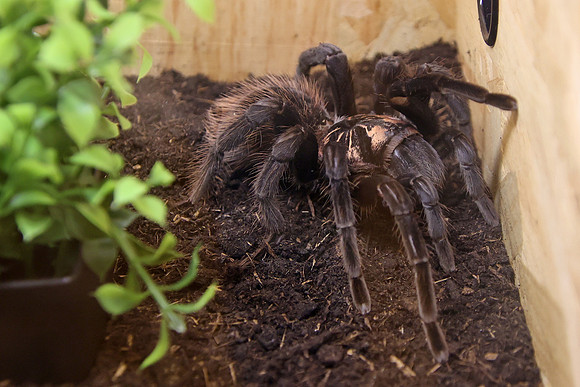 Insektopia Wanderausstellung