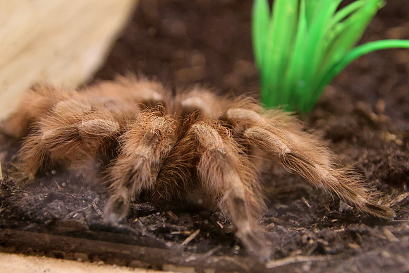 Insektopia Wanderausstellung