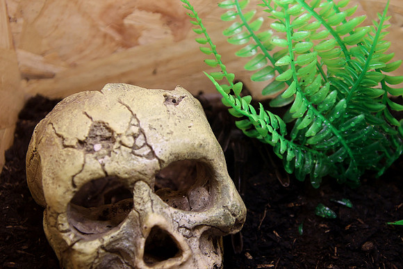 Insektopia Wanderausstellung
