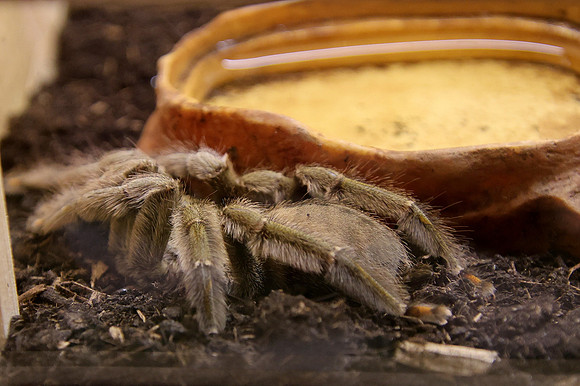 Insektopia Wanderausstellung