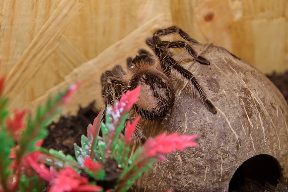 Insektopia Wanderausstellung
