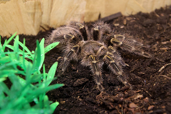 Insektopia Wanderausstellung