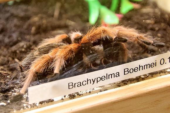 Insektopia Wanderausstellung