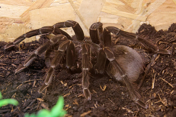 Insektopia Wanderausstellung