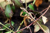 Insektopia Wanderausstellung