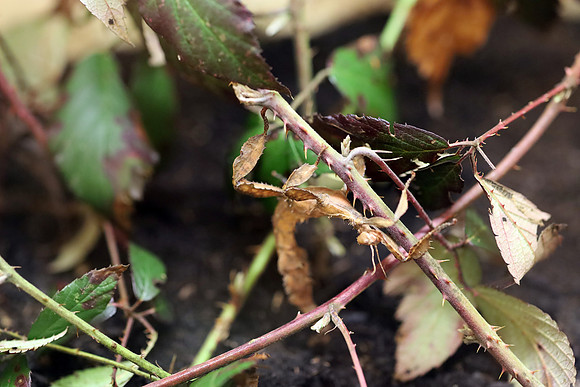 Insektopia Wanderausstellung