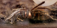 Insektopia Wanderausstellung