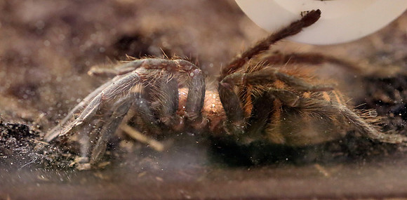 Insektopia Wanderausstellung