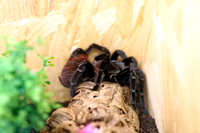 Insektopia Wanderausstellung