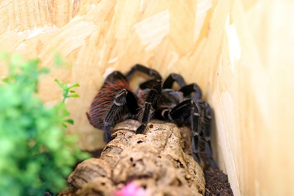 Insektopia Wanderausstellung
