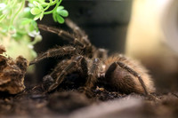 Insektopia Wanderausstellung