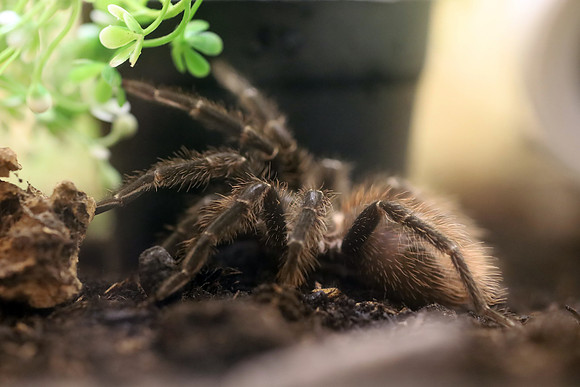 Insektopia Wanderausstellung