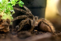 Insektopia Wanderausstellung