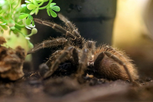 Insektopia Wanderausstellung