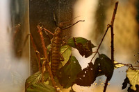 Insektopia Wanderausstellung