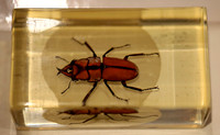 Insektopia Wanderausstellung