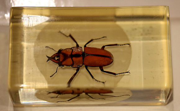 Insektopia Wanderausstellung