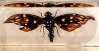 Insektopia Wanderausstellung