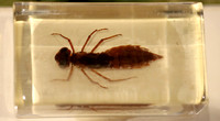 Insektopia Wanderausstellung