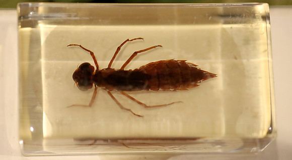 Insektopia Wanderausstellung