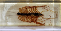 Insektopia Wanderausstellung