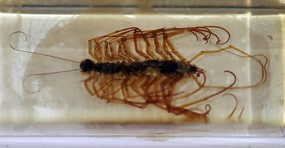 Insektopia Wanderausstellung