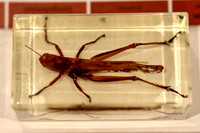 Insektopia Wanderausstellung