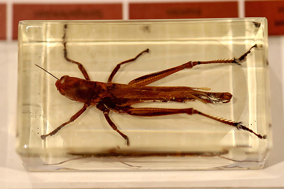 Insektopia Wanderausstellung