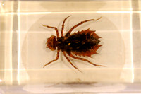Insektopia Wanderausstellung