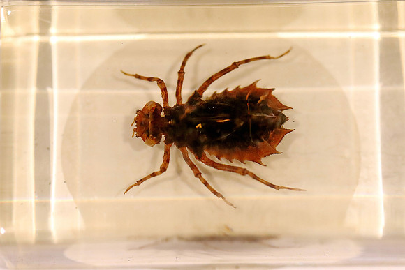 Insektopia Wanderausstellung