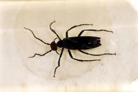 Insektopia Wanderausstellung