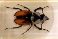 Insektopia Wanderausstellung