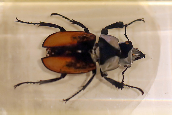 Insektopia Wanderausstellung