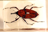 Insektopia Wanderausstellung