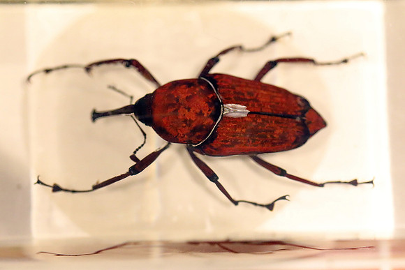 Insektopia Wanderausstellung