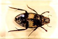 Insektopia Wanderausstellung