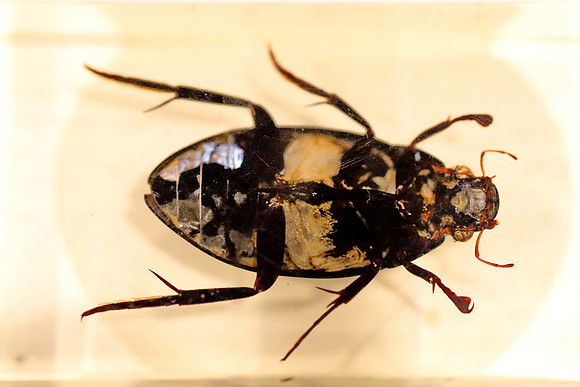 Insektopia Wanderausstellung