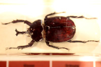 Insektopia Wanderausstellung
