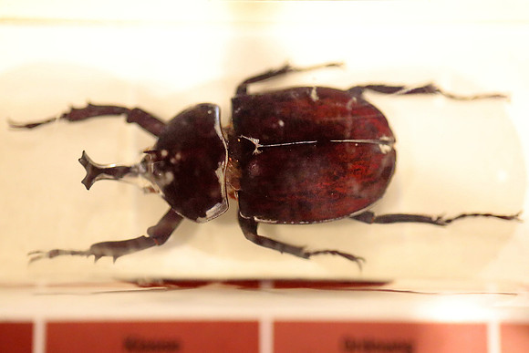 Insektopia Wanderausstellung