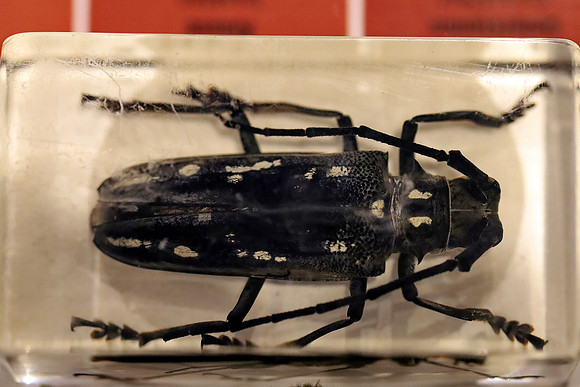 Insektopia Wanderausstellung