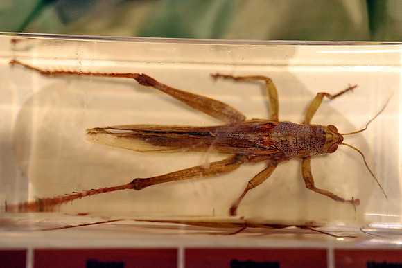 Insektopia Wanderausstellung