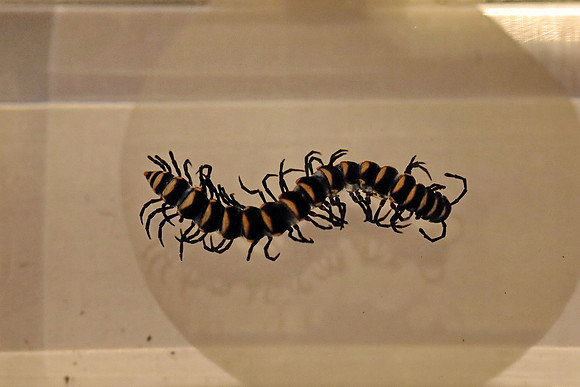 Insektopia Wanderausstellung