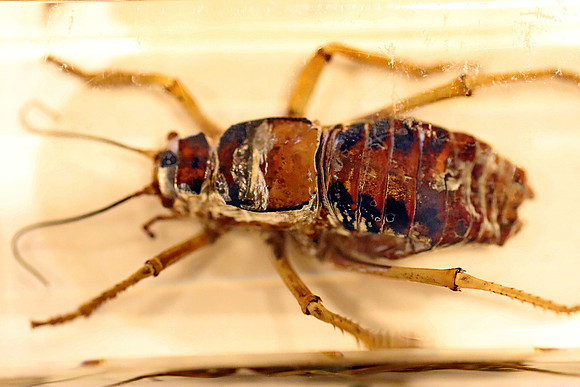 Insektopia Wanderausstellung