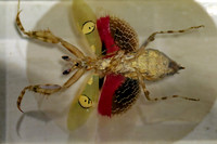 Insektopia Wanderausstellung