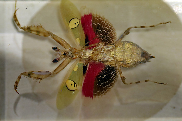 Insektopia Wanderausstellung