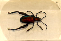 Insektopia Wanderausstellung