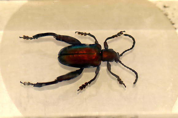 Insektopia Wanderausstellung