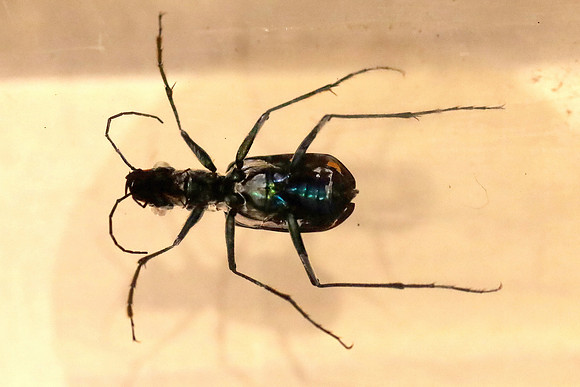 Insektopia Wanderausstellung