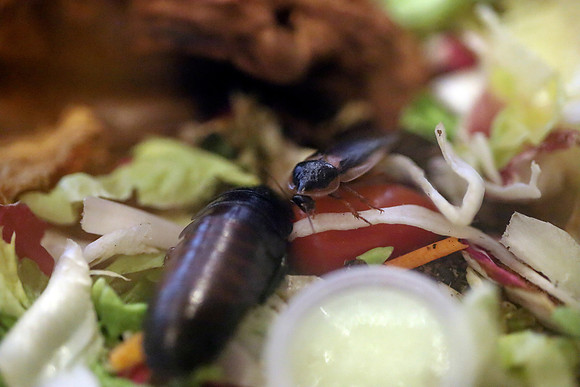 Insektopia Wanderausstellung