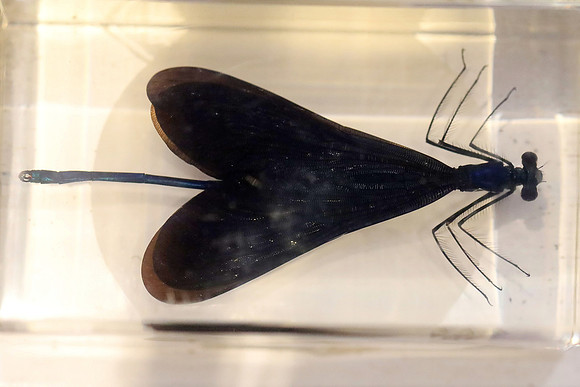 Insektopia Wanderausstellung